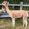 TOFT Jargel Elite Brown huacaya female for sale at TOFT Alpaca Stud